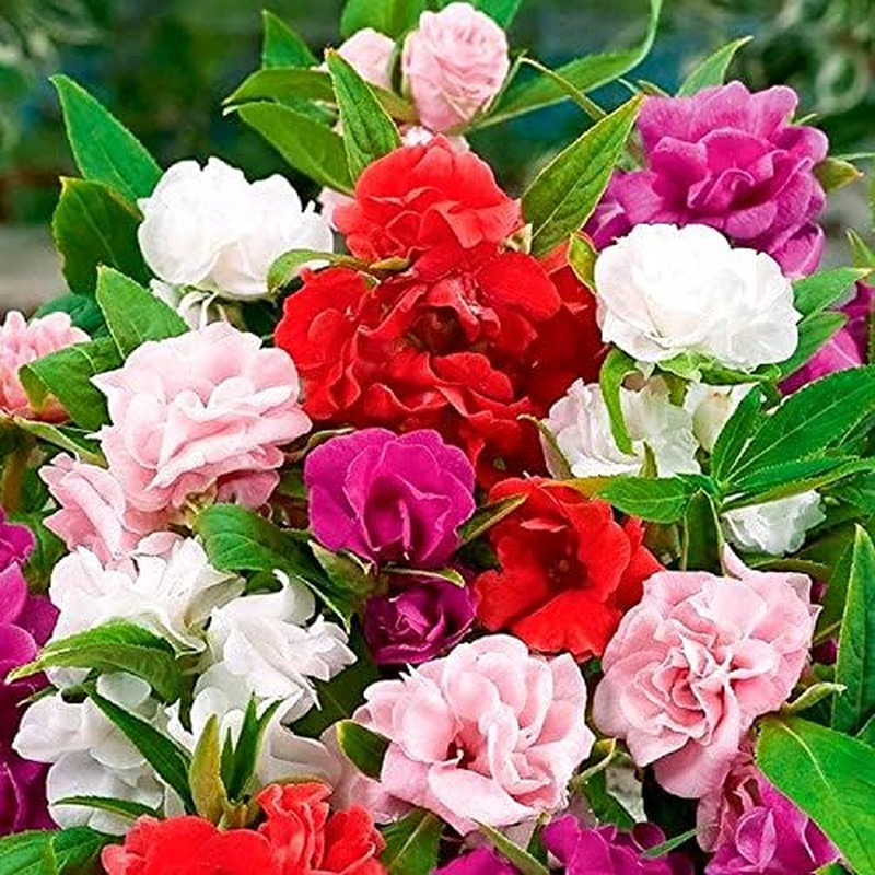 Garden Balsam Impatiens Balsamina 50+ Seeds Garden Seeds for Planting Flowers