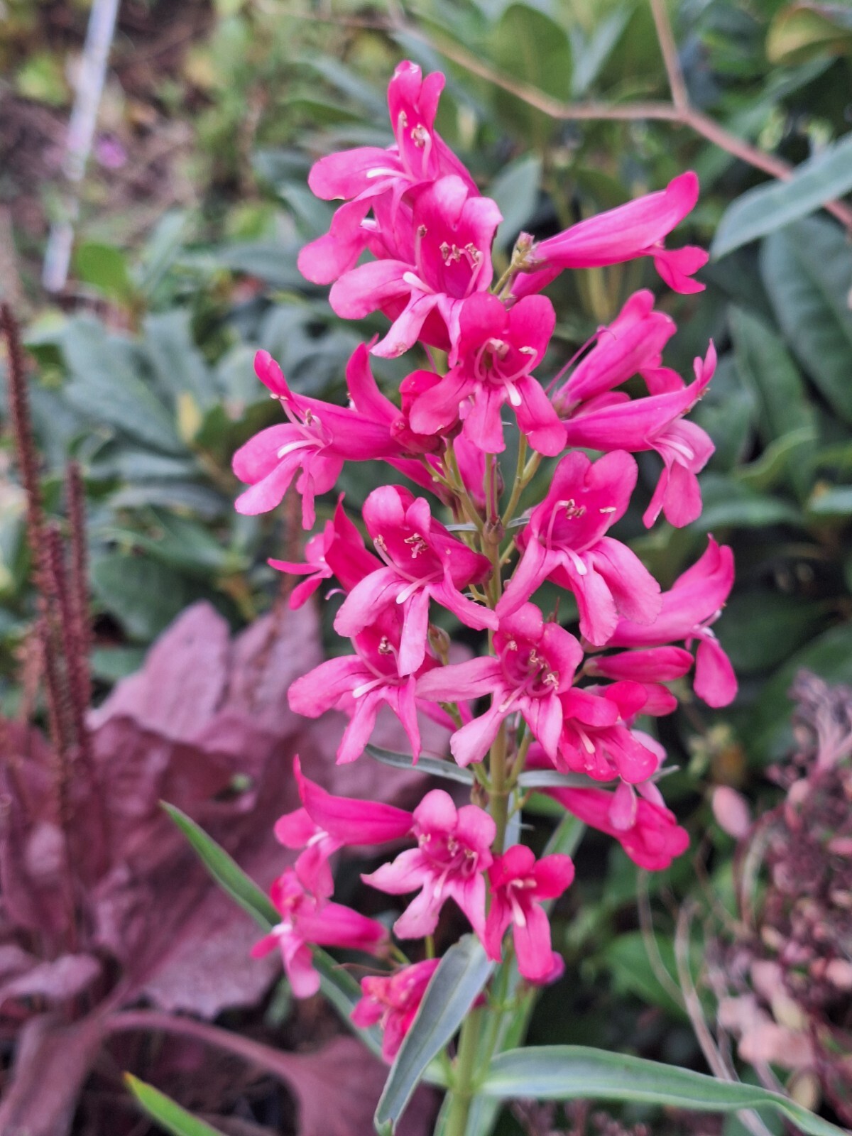 Penstemon scarlet 150 seeds, EZ to grow, penstemon barbatus