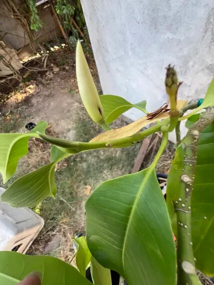 Michelia Alba/Magnolia Champaca Live FLOWERING BUD (White Flowers) model i 3 ft