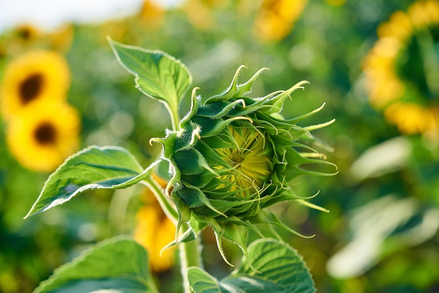 Mammoth Sunflower Seeds for Planting – Grow Giant Sun Flowers in Your Garden …