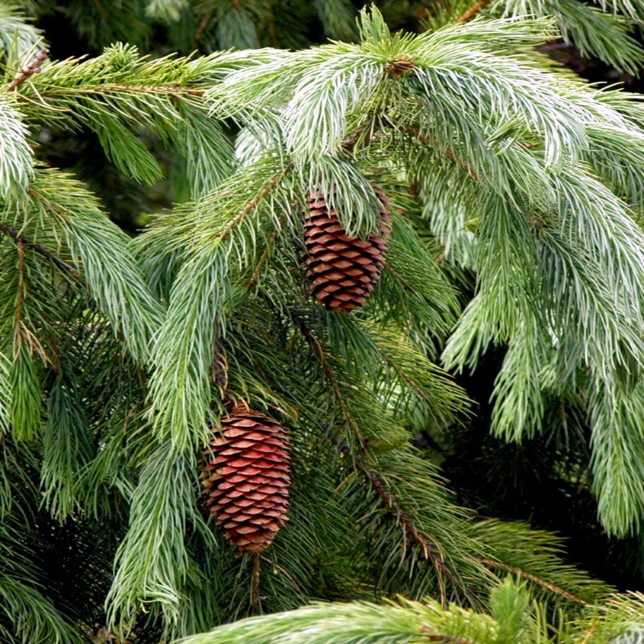 Himalayan Spruce Tree Seeds (Picea smithiana) Weeping Morinda Evergreen/Bonsai