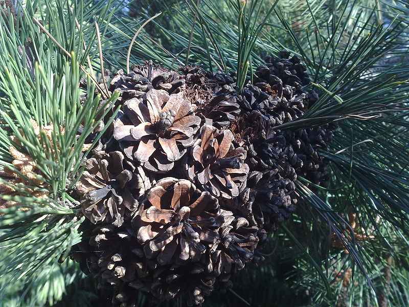 Japanese Black Pine, Pinus thunbergiana, Tree Seeds