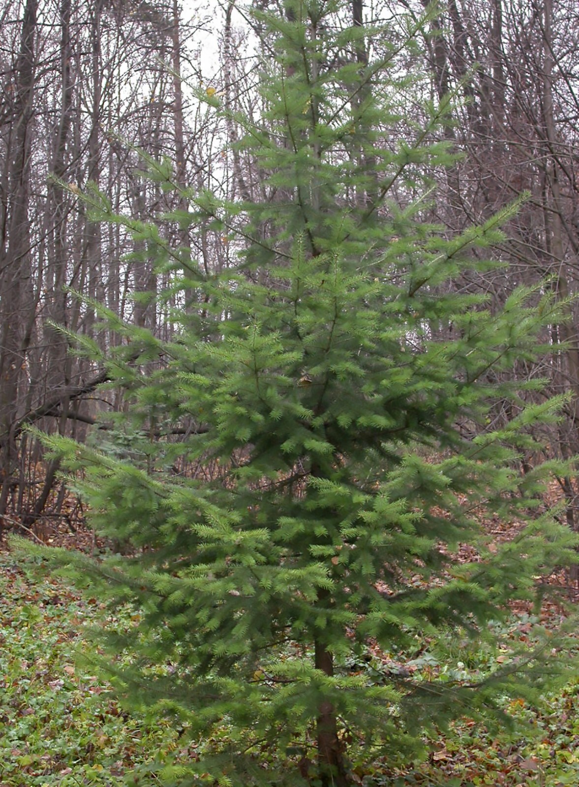 Green Douglas Fir, Pseudotsuga menziesii, Tree Seeds (Fragrant Evergreen)