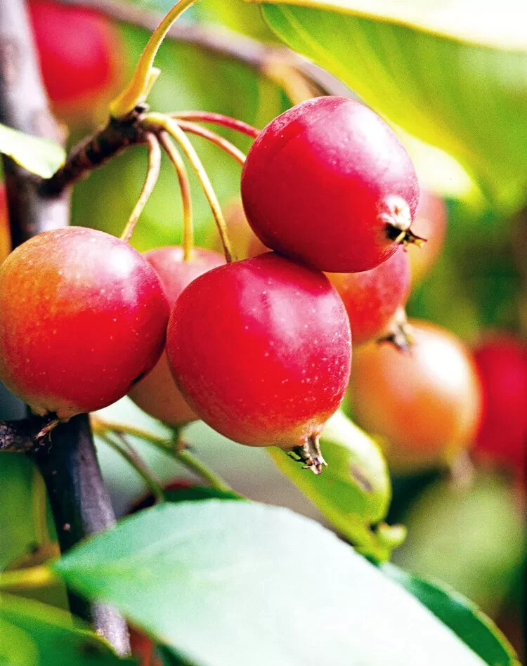 25+ Callaway Crabapple Seeds for Garden Planting – USA – FREE SHIPPING!