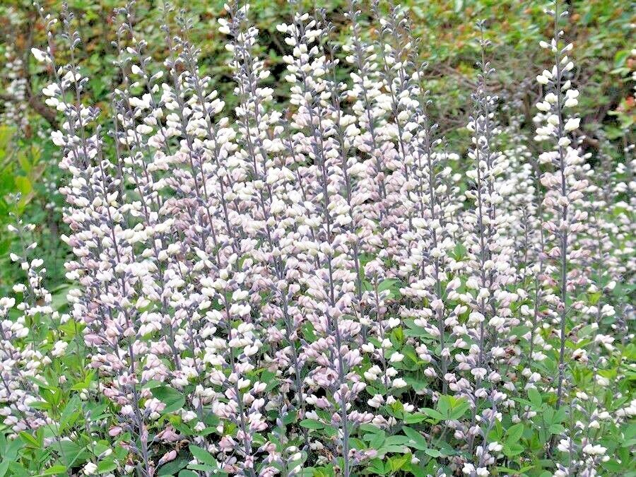 50+WHITE WILD False INDIGO Seeds Native Wildflower Perennial Nitrogen-Fixing
