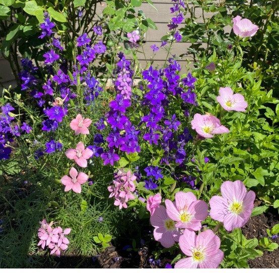 Rocket Larkspur Delphinium Mixed Color Flowers Pollinators NonGMO 500 Seeds