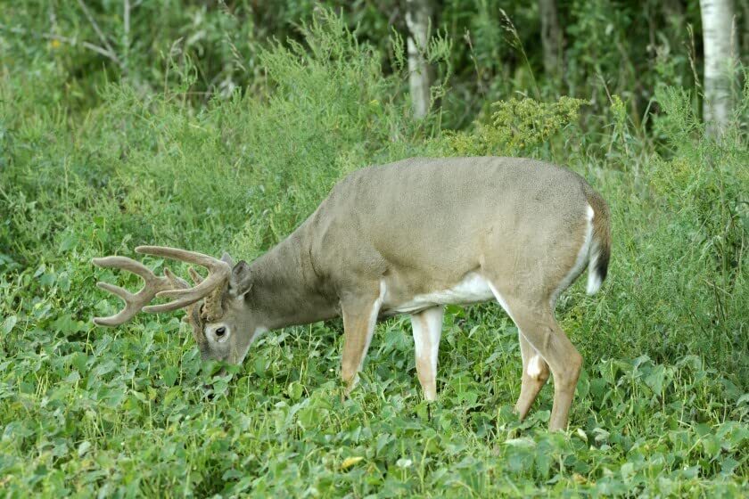 Deer Food Plots – Peas and Oats Cover Crop Seeds – Fast Growing, Use in Spring o