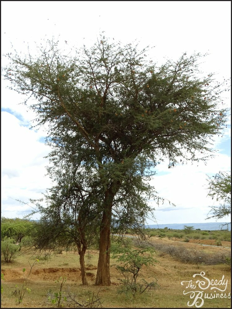 Faidherbia albida – Apple-Ring Acacia – 20 or 100 seeds for planting