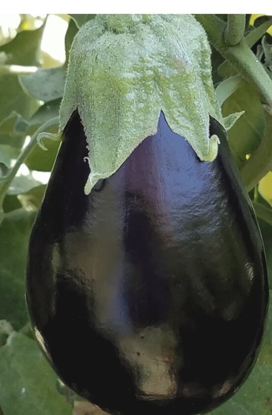 100+ Black Beauty Eggplant Seeds | NON-GMO Eggplant Seeds Heirloom Garden Seeds