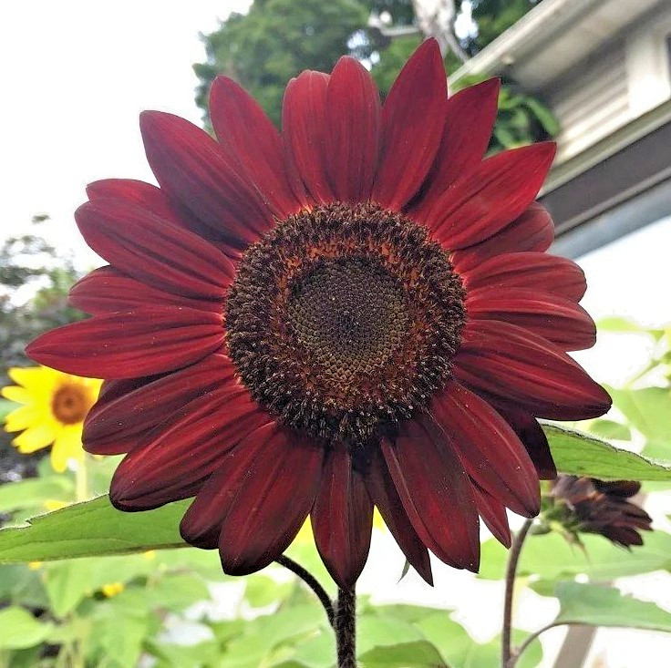 Moulin Rouge Hybrid Sunflower – Pack 25 Seeds – Annual Vibrant Blooms Flower