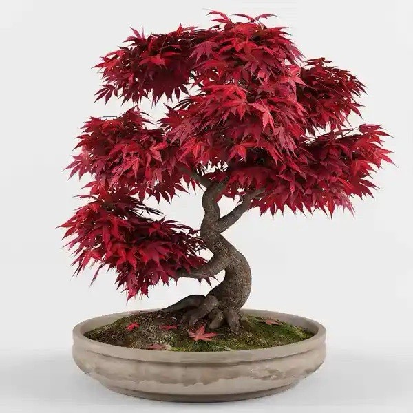 10 “Dwarf “Japanese Maple seeds, “BLOODGOOD” variety ACCLIMATIZED in America