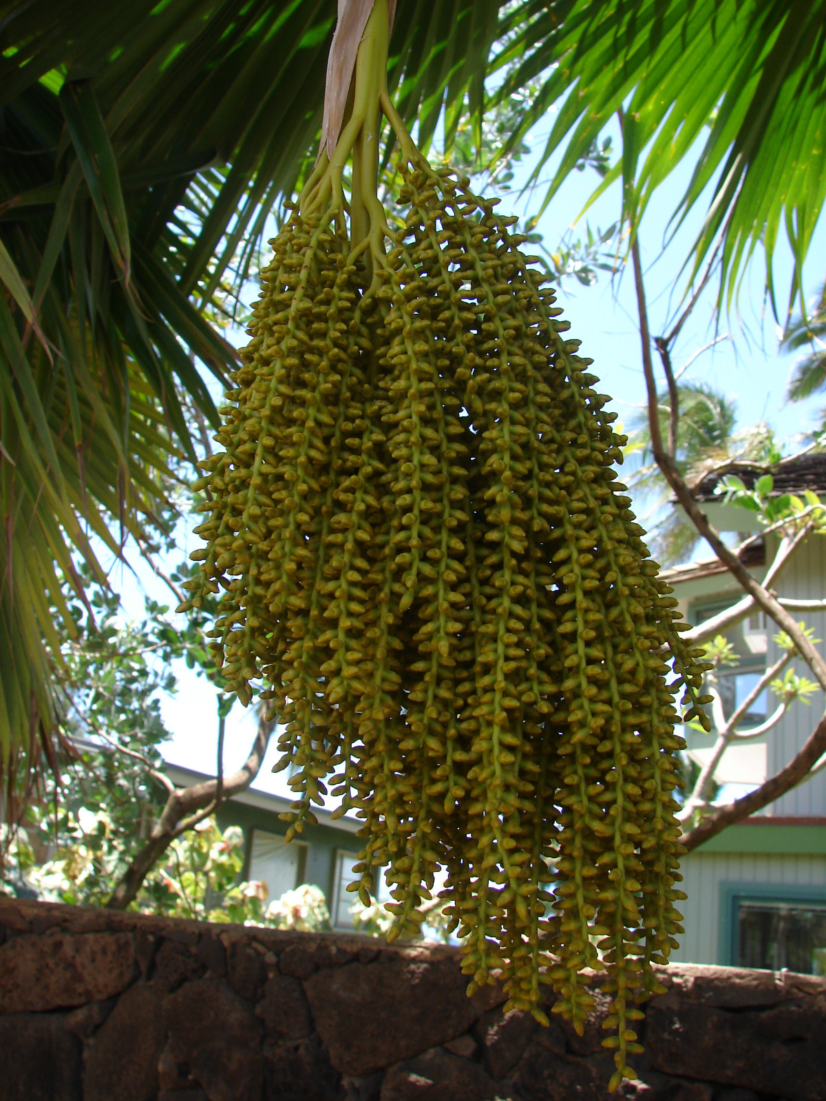 ~LAU FAN PALM SEED~ 1000+Seeds Pritchardia thurstonii ~Dwarf FIJI FAN Palm~ Rare