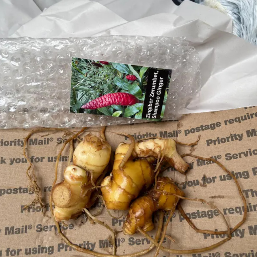 Set of 4 Live Shampoo Ginger Rhizomes (Zingiber zerumbet) – Rhizomes grow-ready