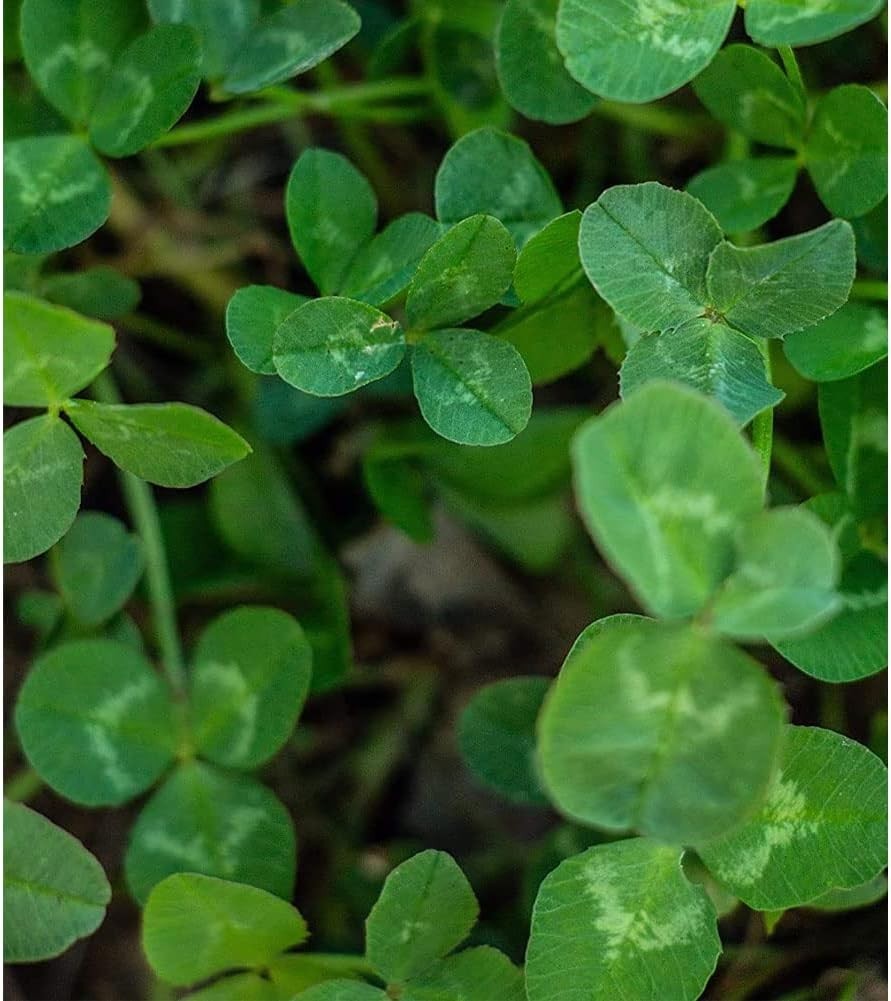 5 lbs No-Till Forage Seeds for Deer – Fast-Growing Nutritious Food Plot