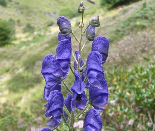 MONKSHOOD BLUE Aconitum Napellus -100 Bulk Seeds