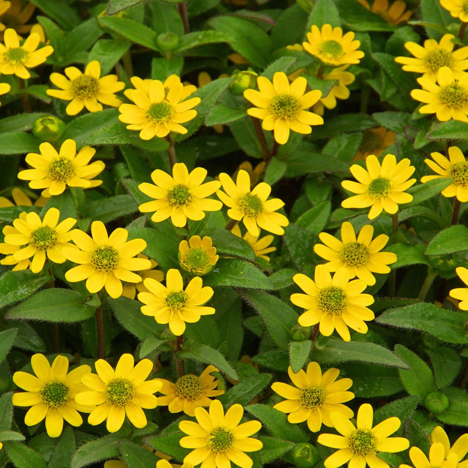 Creeping Zinnia Seeds – 2000 Pcs Annual Flower Seeds for Planting Outdoors, E…