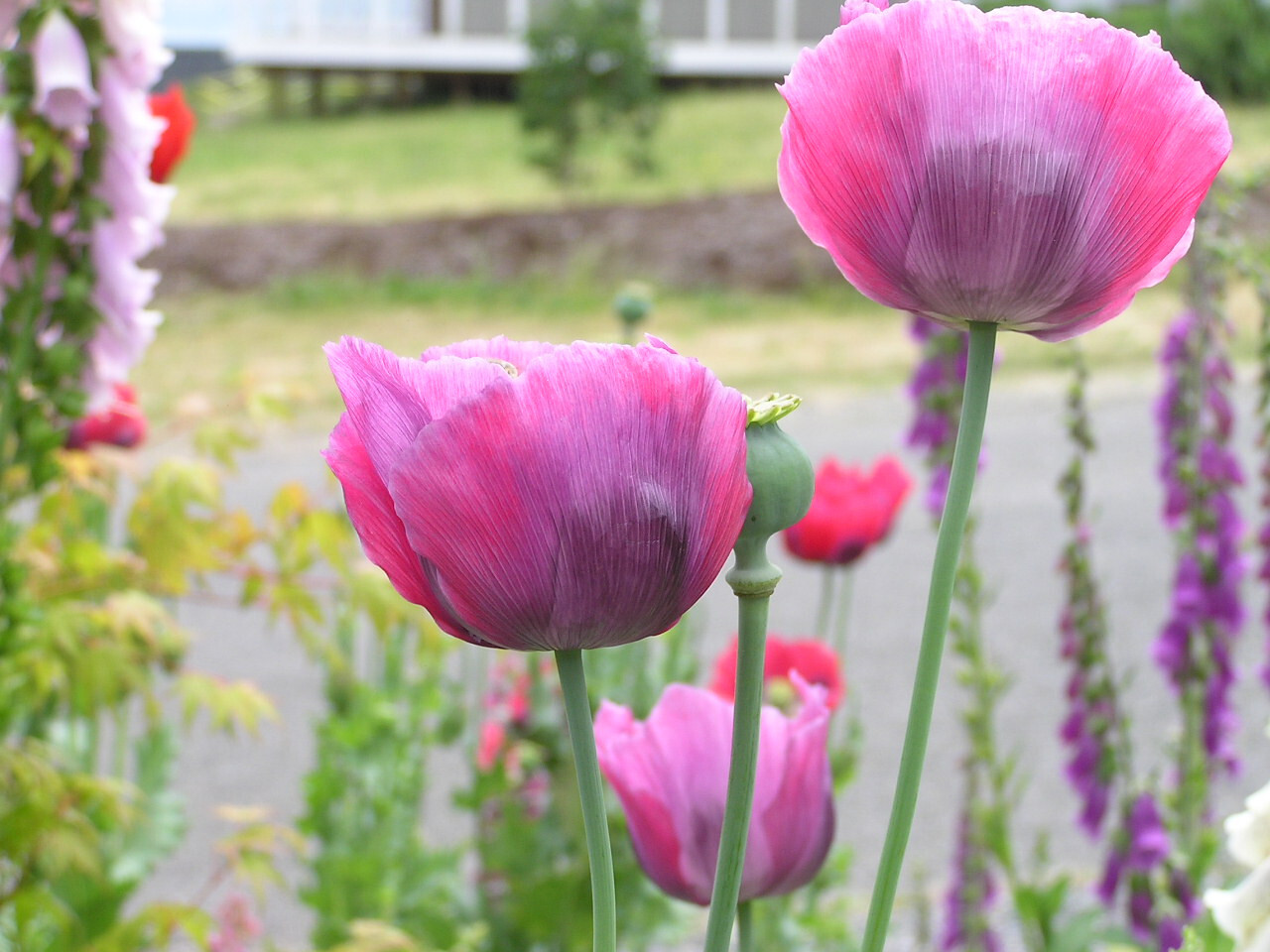 Single Bloom Type Mix Papaver S. Poppy – All Colors – 5000 Seeds *PoppyQueen👑