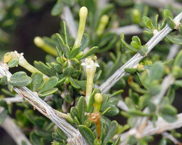 Lycium exsertum | Arizona Desert-thorn | Boxthorn Littleleaf Wolfberry | 20 Seed