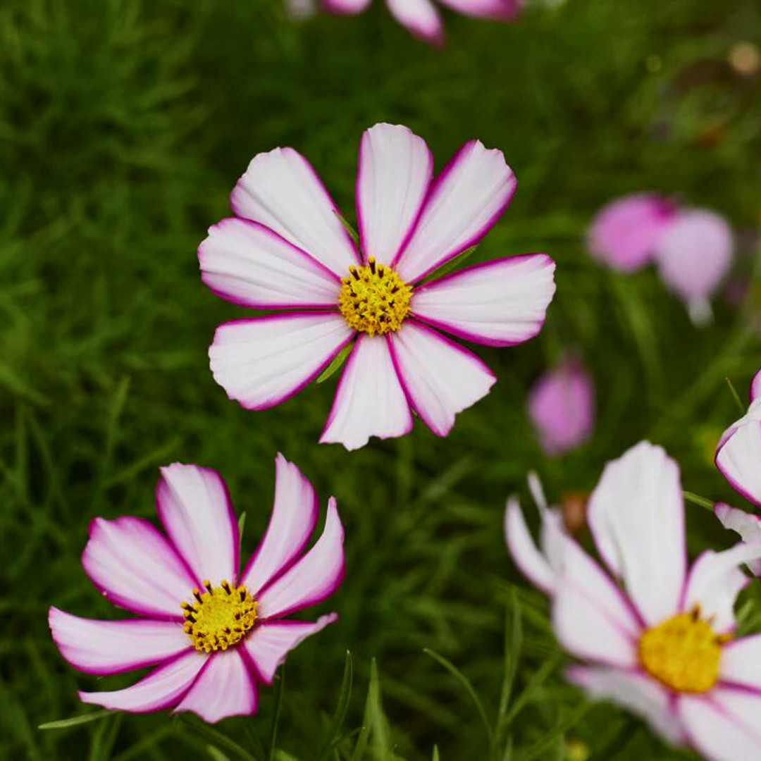 Fresh Beautiful Cosmos Seeds | Picotee | Heirloom Non-GMO | Flower Seeds