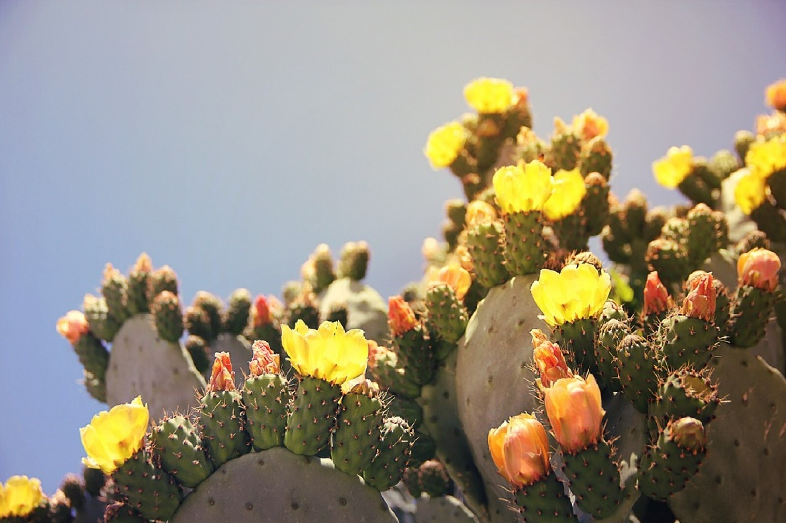 Marblefruit Cactus {Opuntia strigil} Organic Edible 20 seeds Free Shipping!