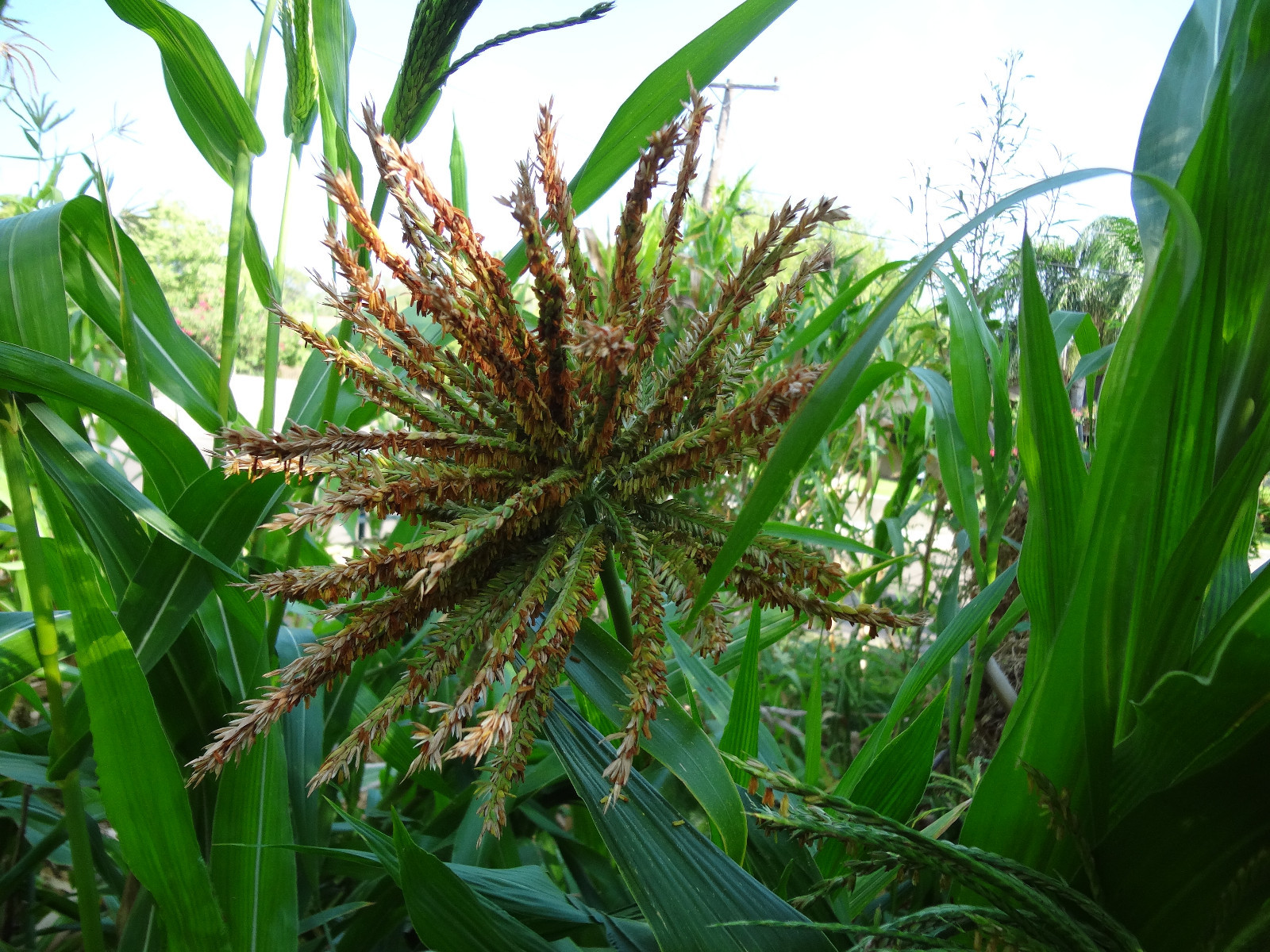 TEOSINTE Nitrogen-Fixing Corn Ancestor (Zea mays ssp. mex./parviglumis) SEEDS
