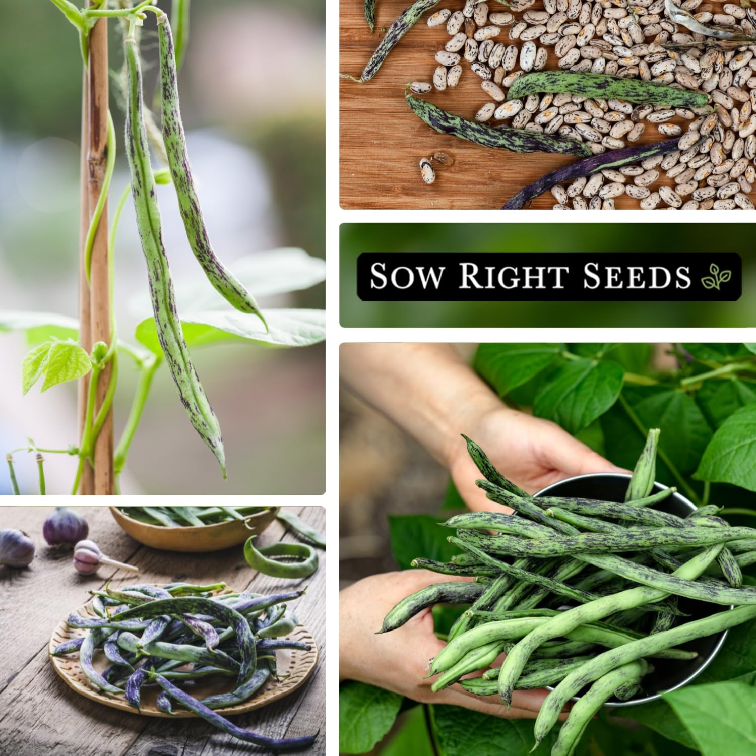 Bulk Rattlesnake Pole Bean Seeds NonGMO Heirloom for Home Garden Planting