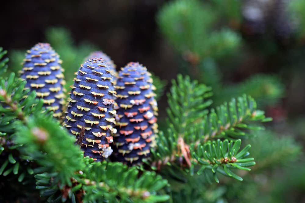 Korean Fir Tree Seeds – 30 Seeds – Abies koreana has Stunning Blue Cones