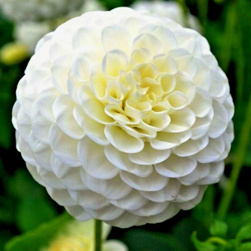 301+WHITE ZINNIA Flower Seeds Summer Flowering Annual Cut Flowers Garden Easy