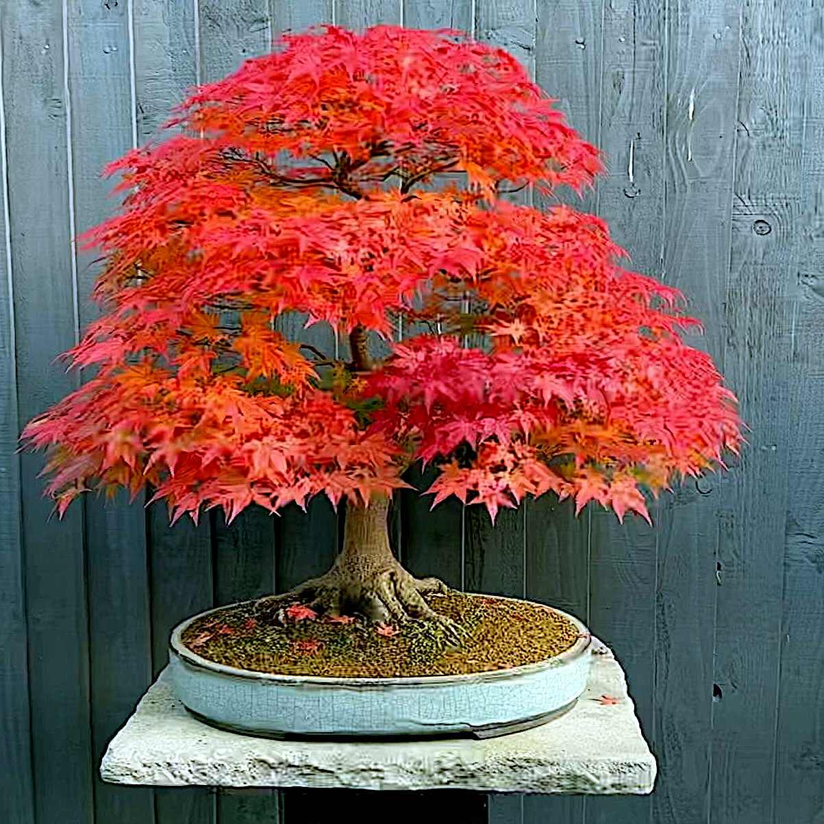 *RED SUNSET* MAPLE SEEDS (Acer rubrum) Landscaping/Bonsai Fast, Hardy to 4