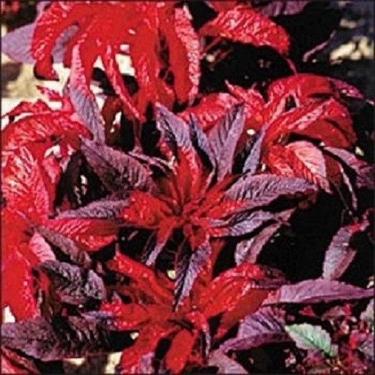 100 Amaranthus Seeds Molten Fire Garden Starts Nursery