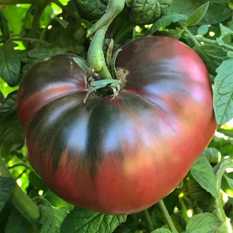 50+ Cherokee Purple Tomato Seeds, Heirloom, NON-GMO.