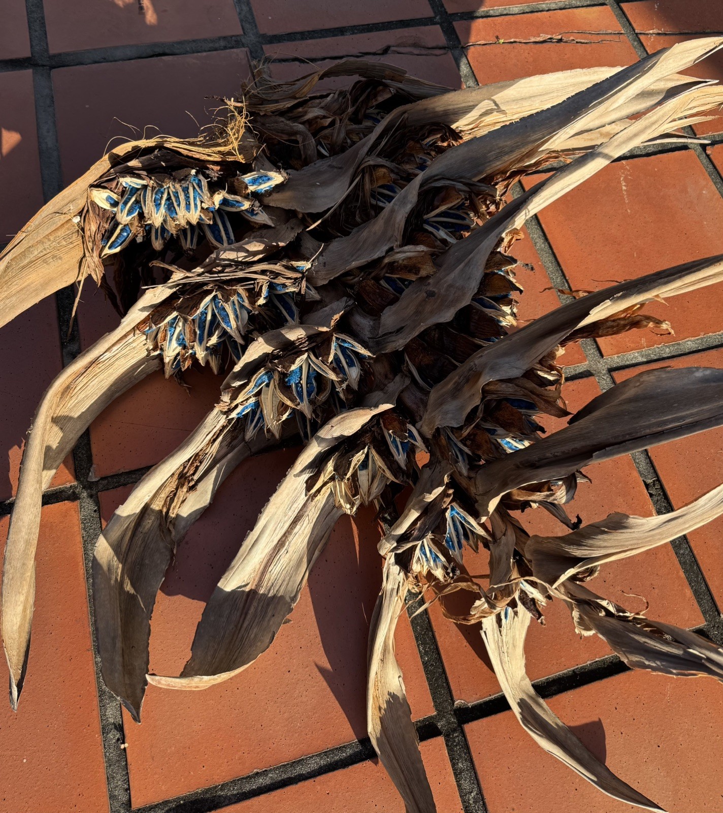 500 Fresh Traveler’s Palm Seeds