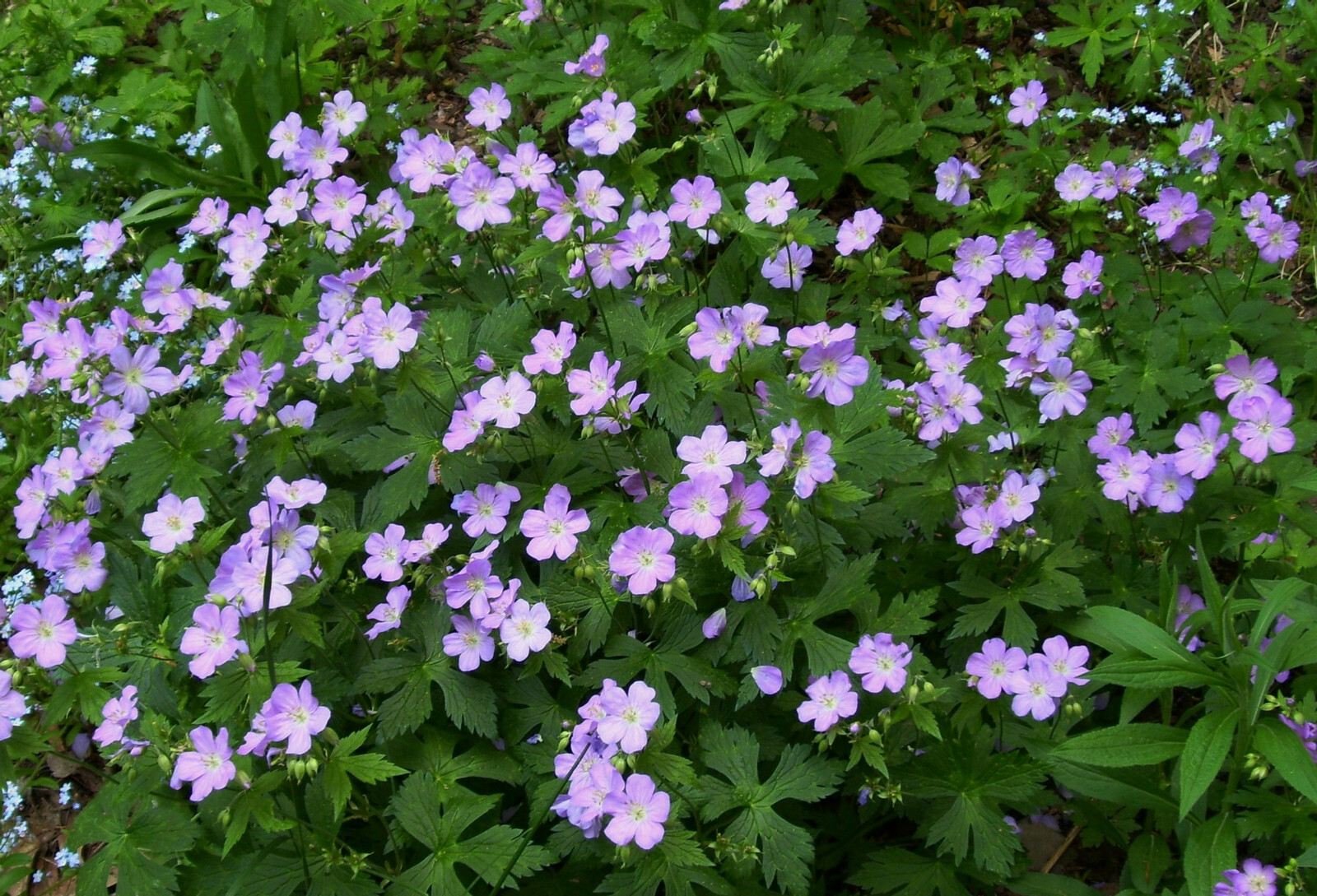 5 WILD GERANIUM Geranium maculatum Woodland Wildflower ~Native Hardy~ Bare root