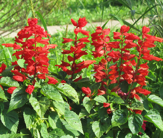 SAGE SCARLET RED Salvia Coccinea – 50,000 Bulk Seeds