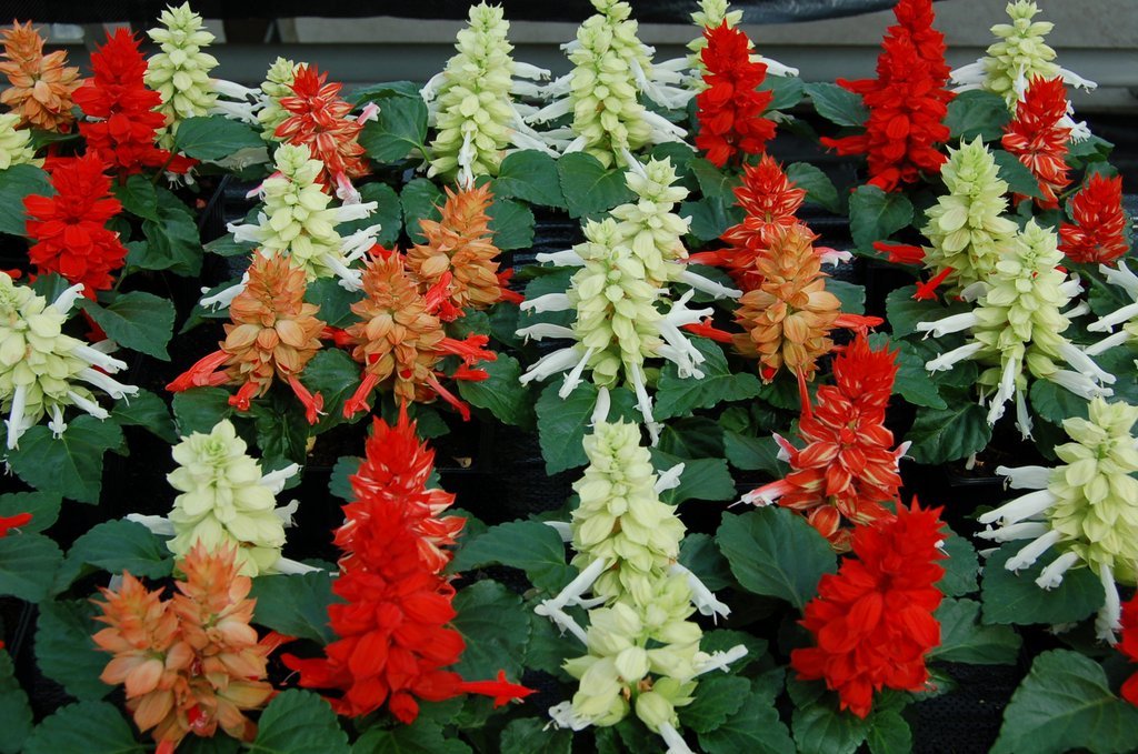 50 Salvia Seeds Reddy Cleopatra Mix FLOWER SEEDS