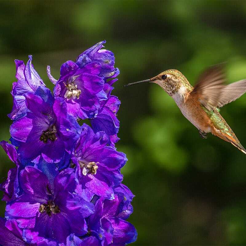 Wildflower Mix BUTTERFLY & HUMMINGBIRD Heirloom Flowers USA Non-GMO 1000+ Seeds!
