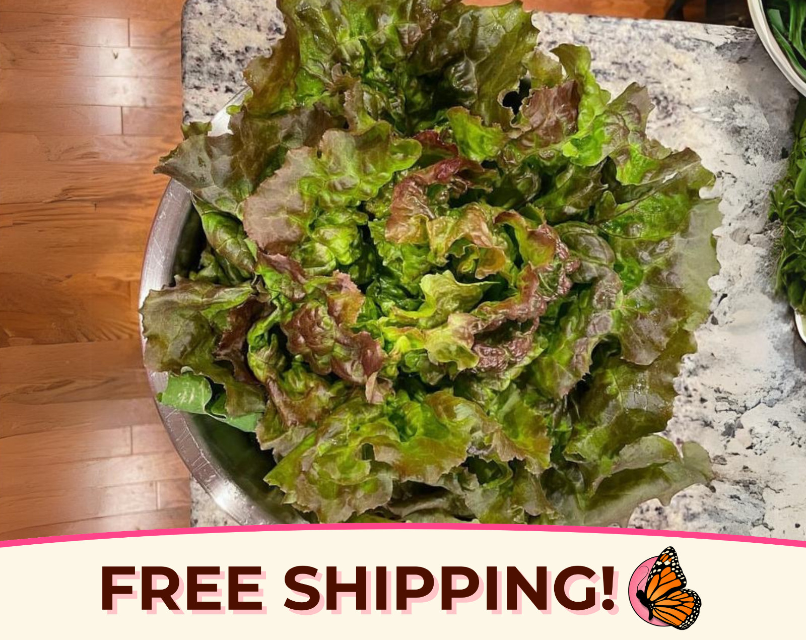 5300+ Lettuce Seeds ‘Prizehead’ | Heirloom, Non-GMO, Vegetable Garden Seed Pack