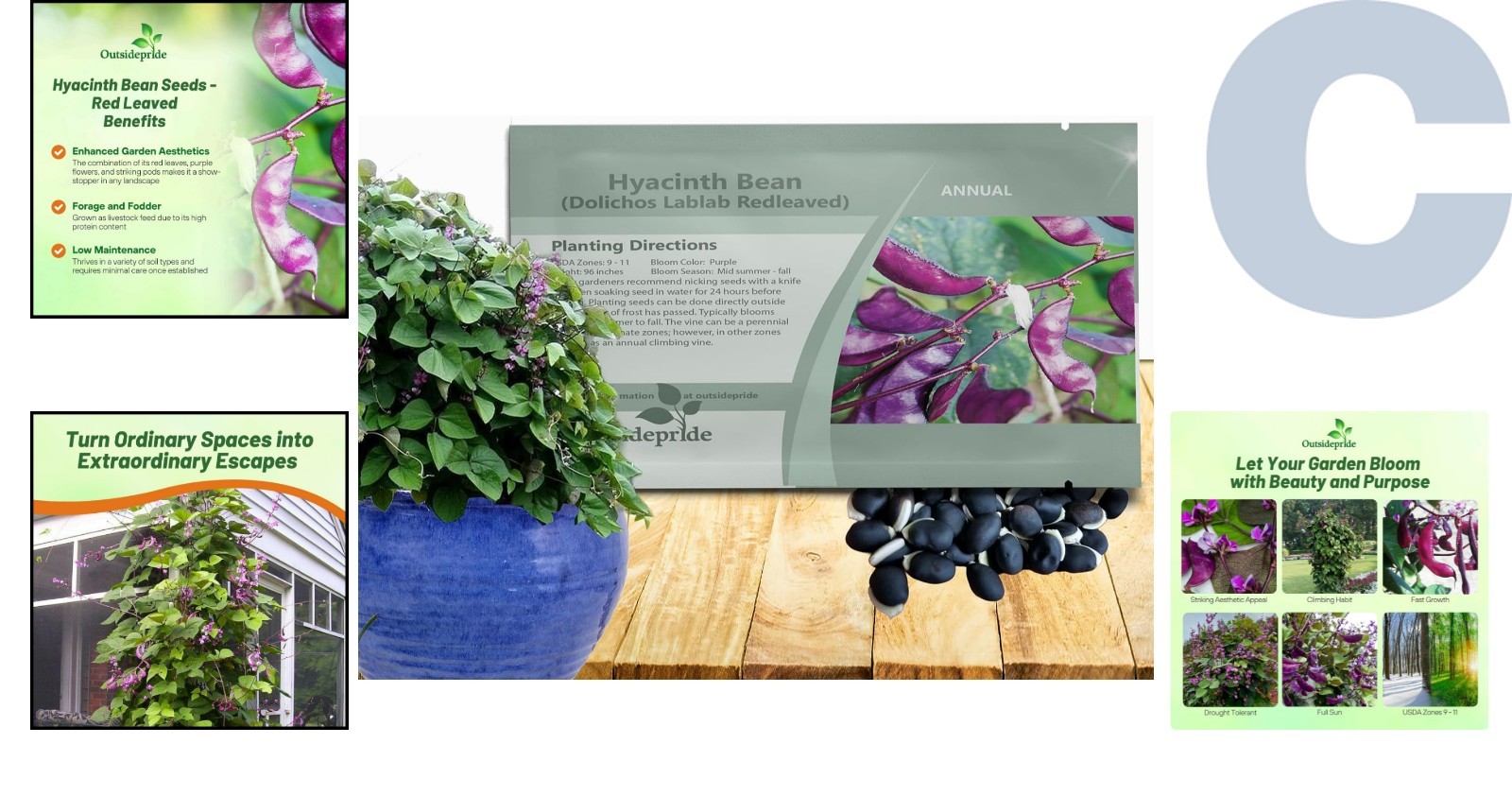Perennial Edible Hyacinth Bean Seeds – Attracts Hummingbirds & Butterflies