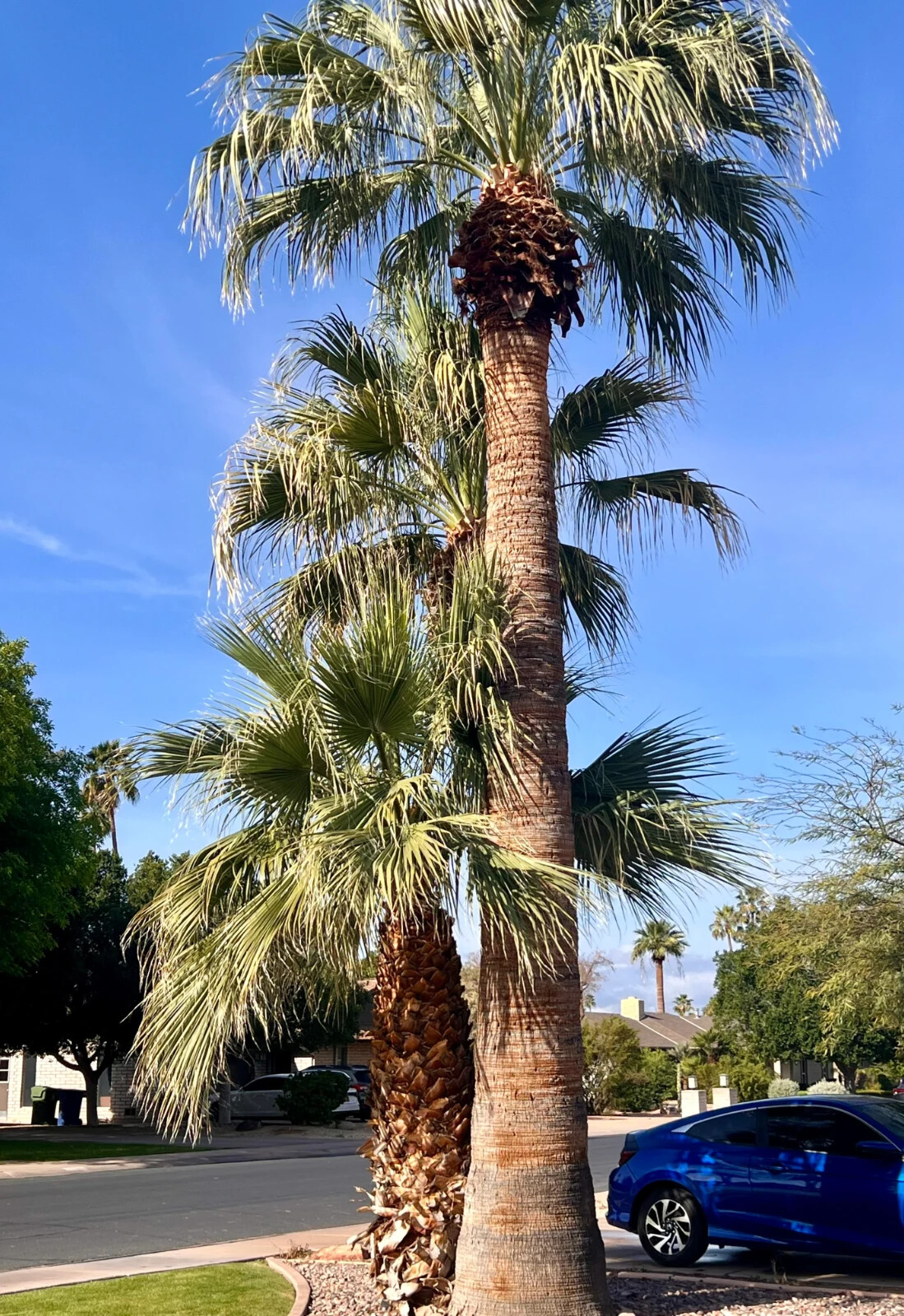 CALIFORNIA DESERT FAN PALM TREE SEEDS (Washingtonia Filifera) Cold Hardy-Zone 8