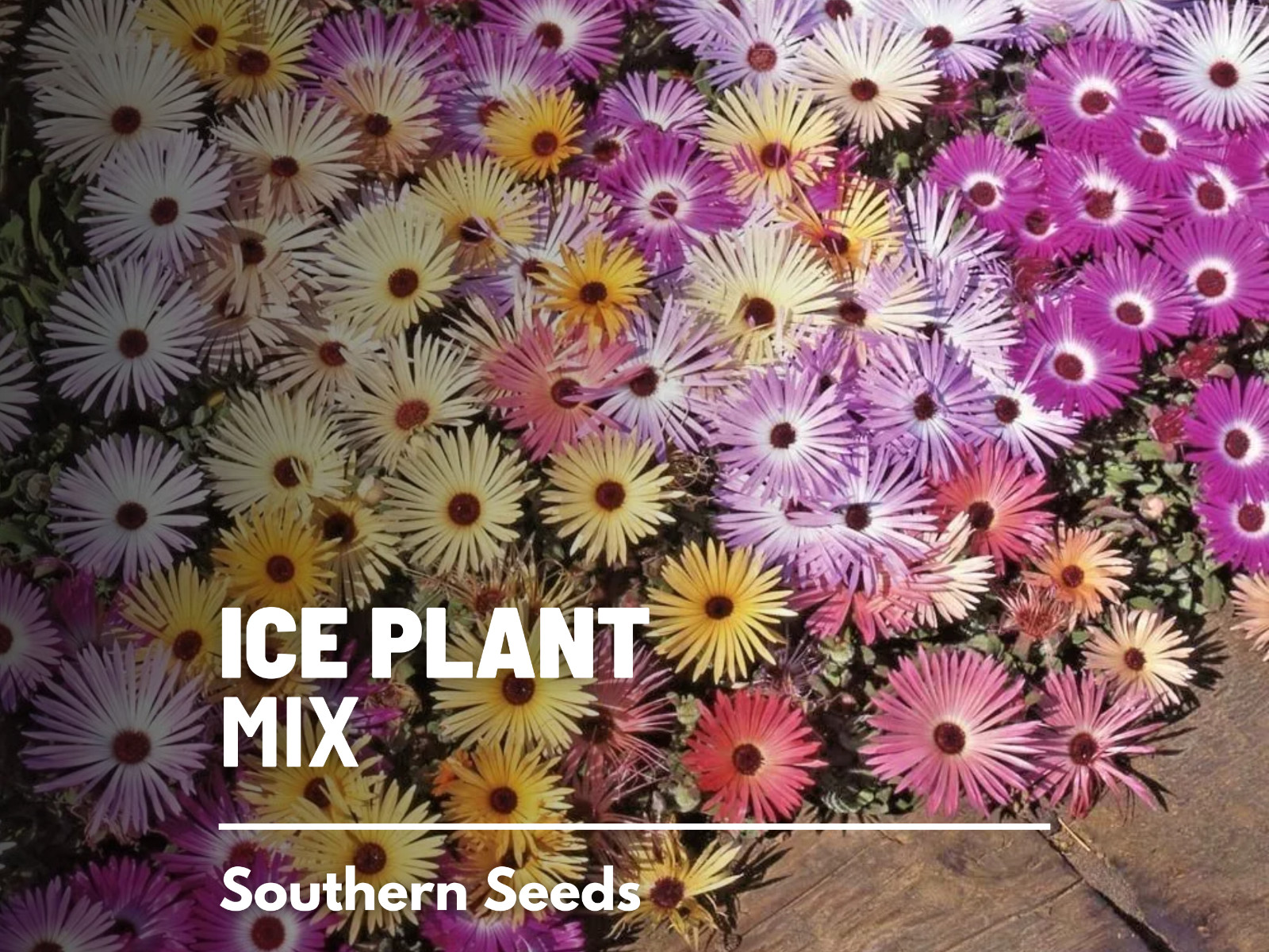 Ice Plant Mix – 200 Seeds – Stunning container, border or ground cover flowers