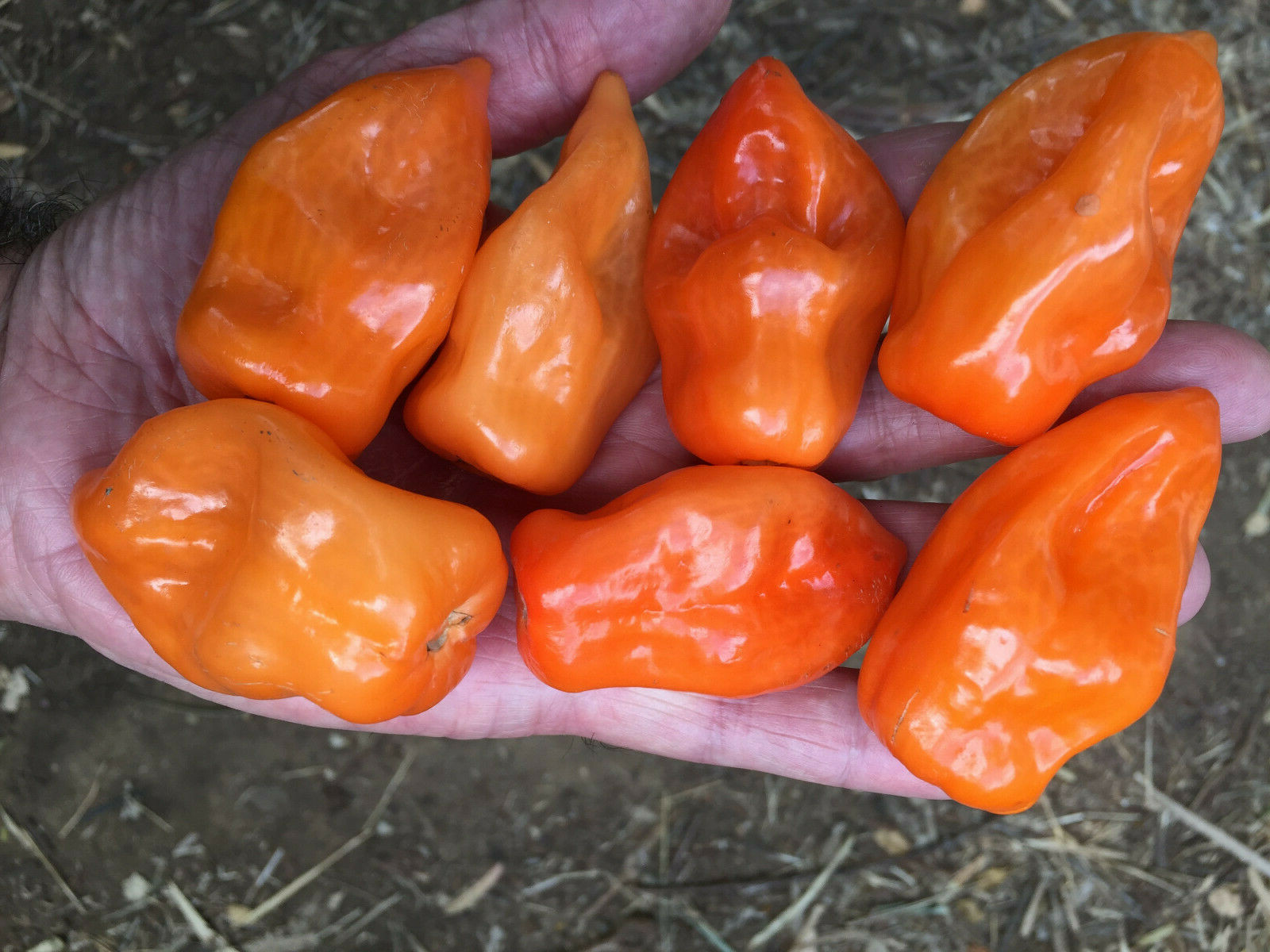 Yucatan Viper Chili Pepper Chile Nauyaca Habanero Extremely Hot Rare 20 SEEDS