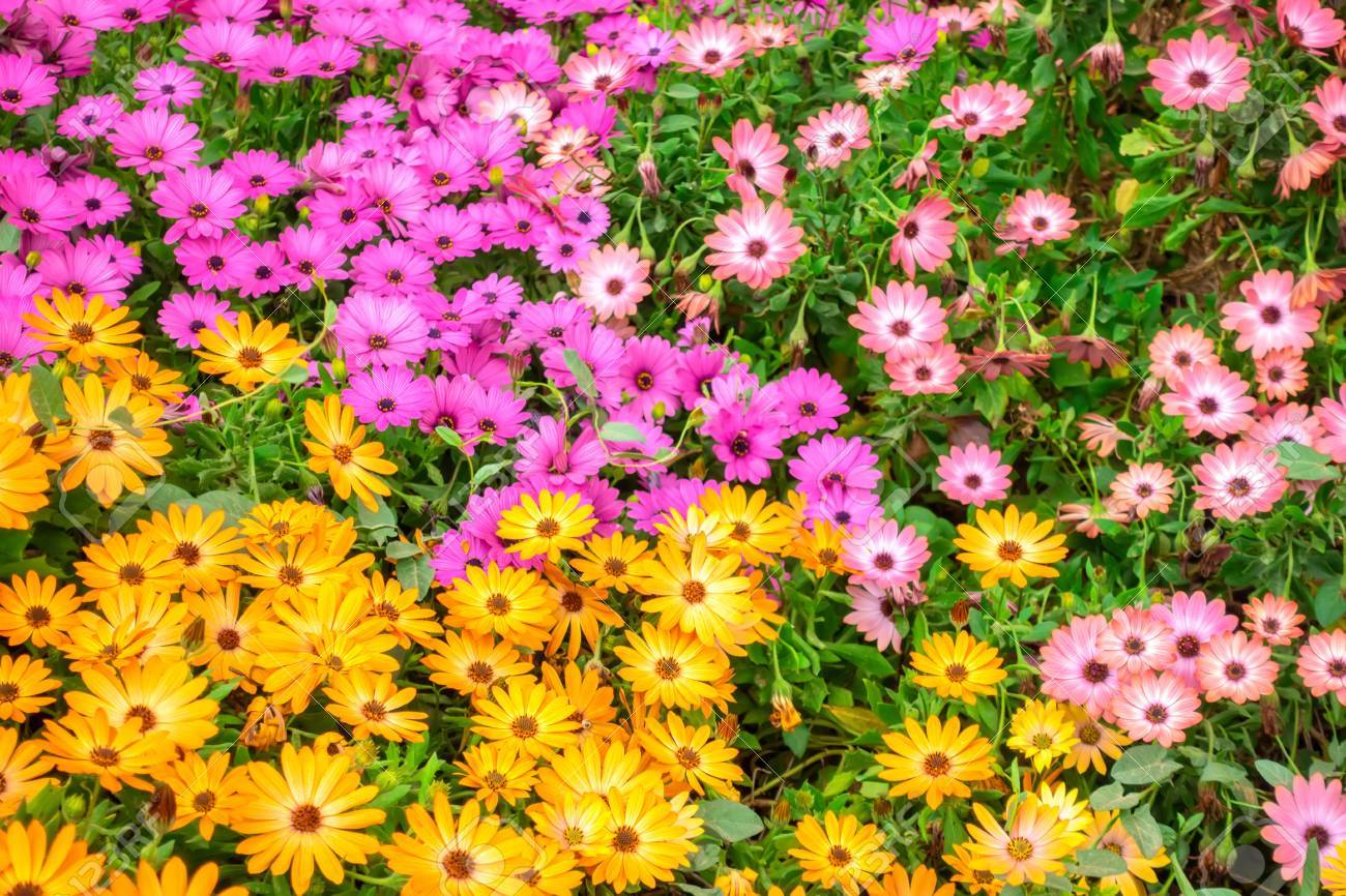 200+AFRICAN DAISY Cineraria Mix Flower Seeds Cape Marigold Drought Tolerant Easy