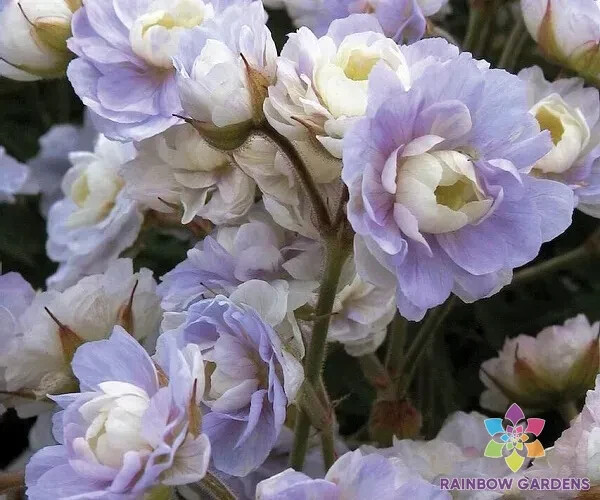 25+ Summer Skies Geranium Seeds for Garden Planting – USA – FREE SHIPPING!