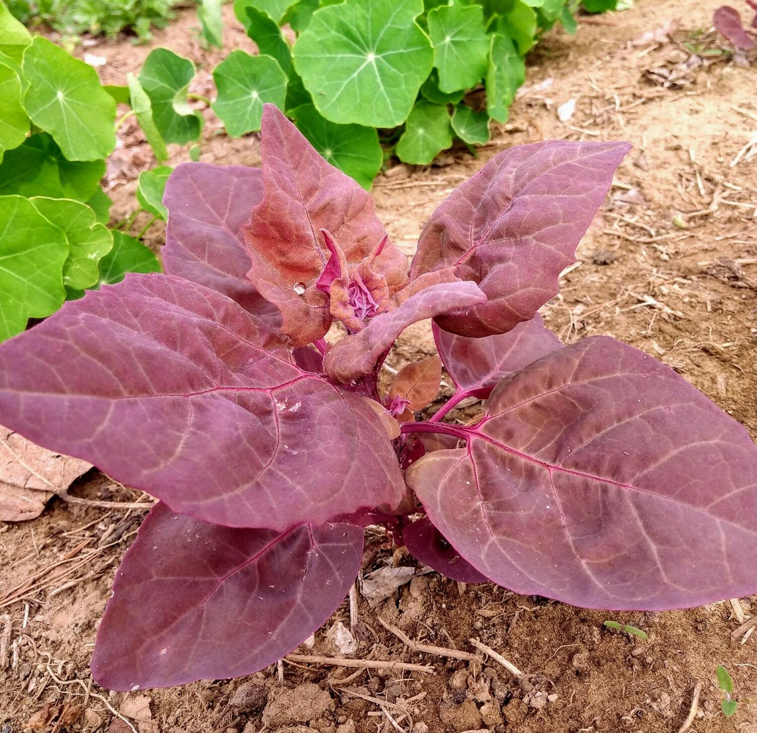 Orach Red Fire HEIRLOOM 100+ Seeds PREMIUM strain 100% Organic Grown In USA