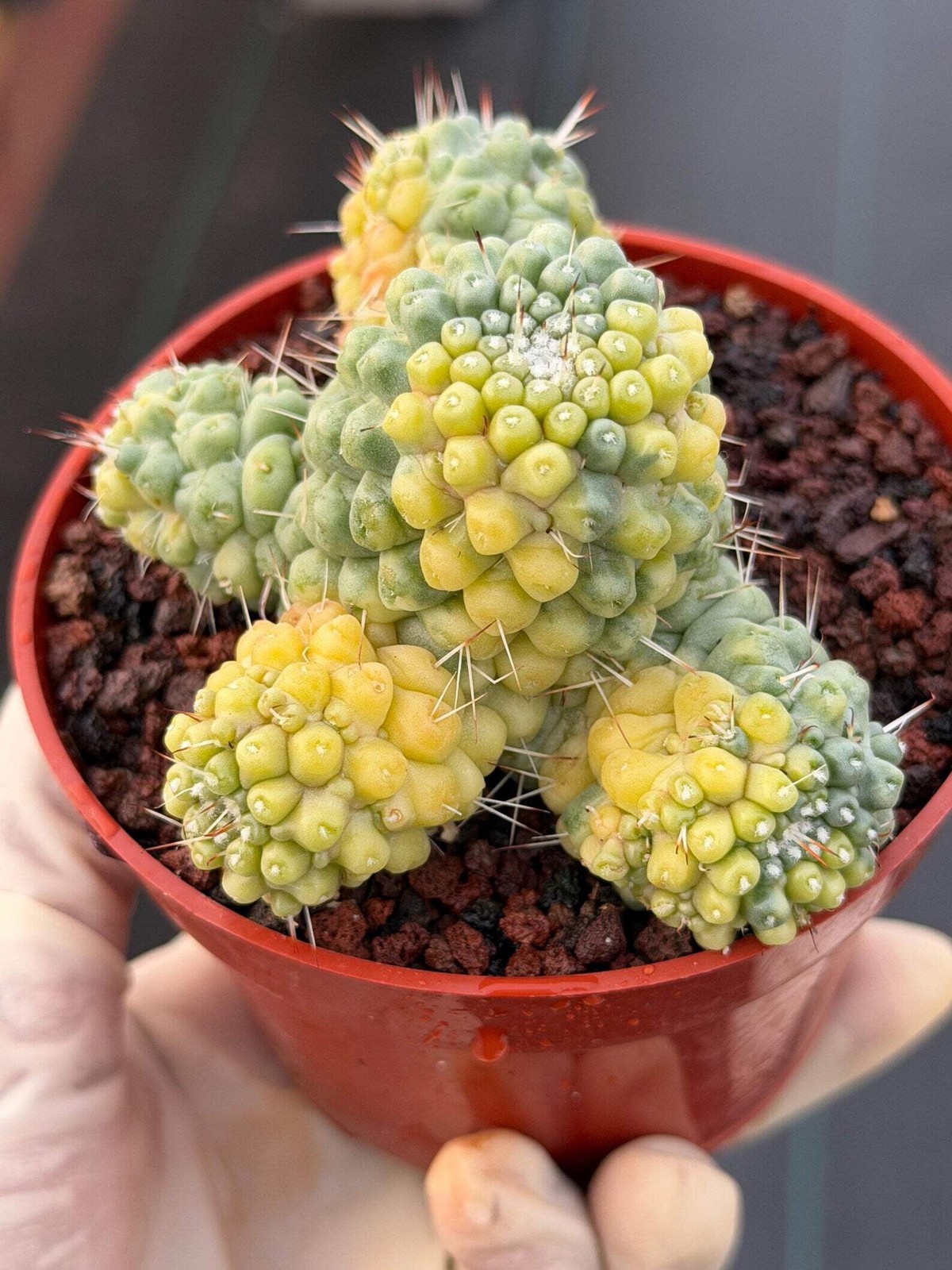 Variegated Mammillaria Schumannii – Rare Seed-Grown Cluster | Collector’s Cactus