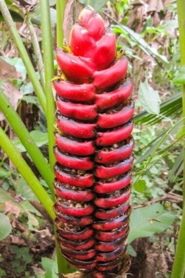5 Seeds of Heliconia imbricata – Rare Tropical Plant