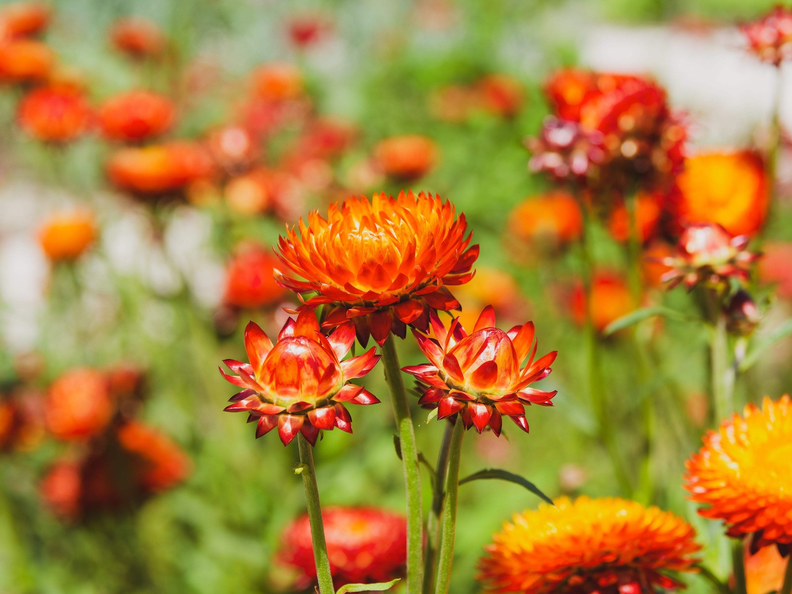 100 ORANGE DOUBLE STRAWFLOWER Helichrysum Monstrosum Flower Seeds