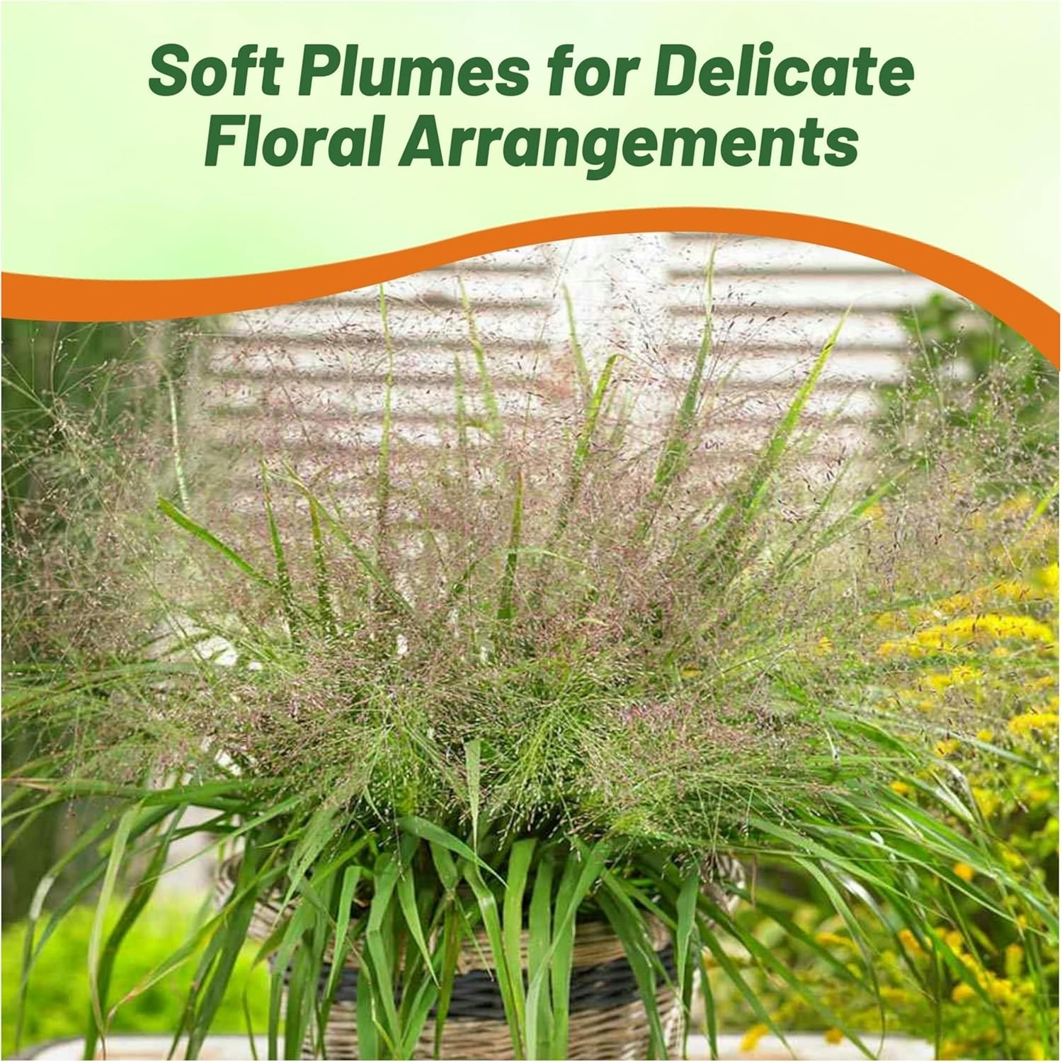 500 Seeds Drought Tolerant Love Grass Eragrostis Spectabilis Ornamental Grass
