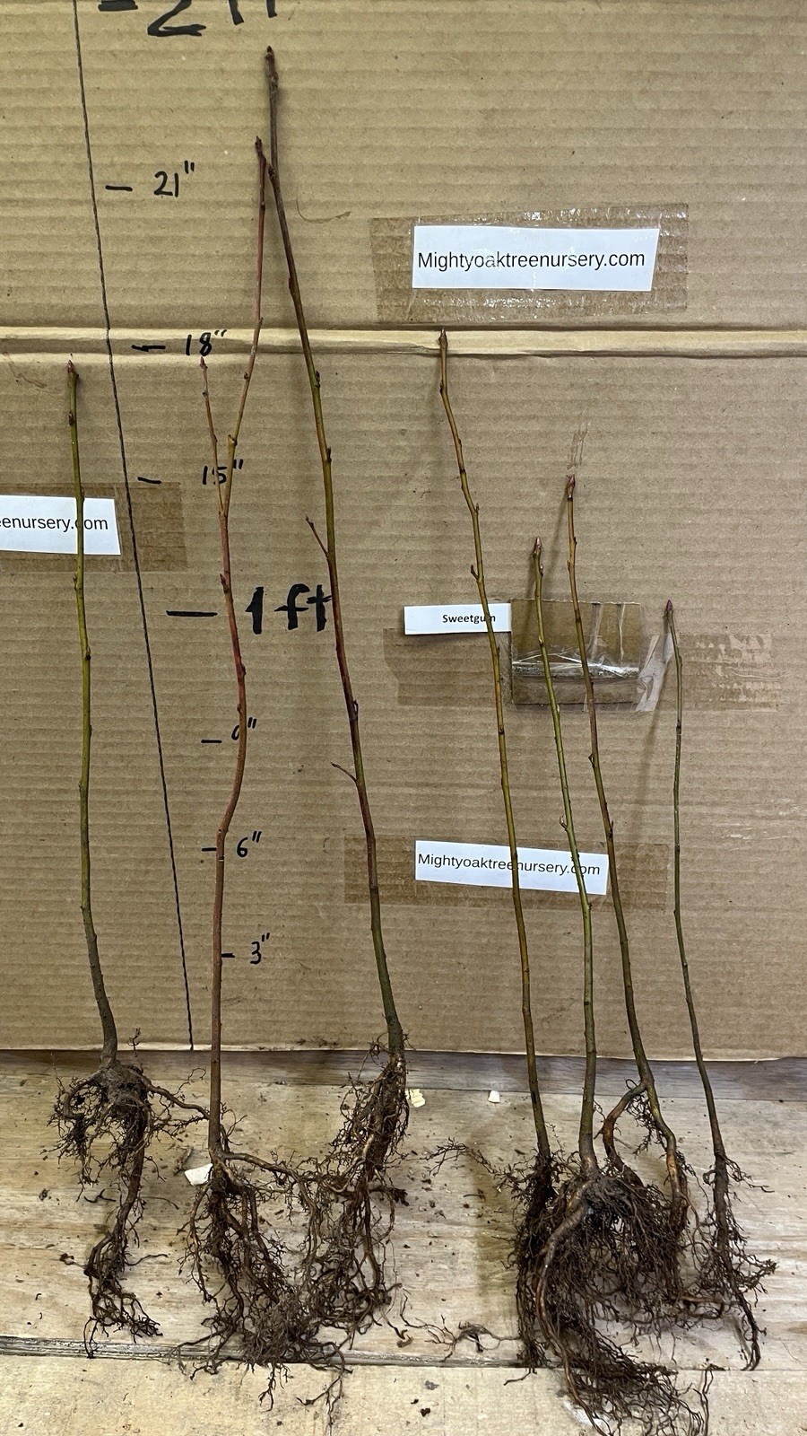Sweetgum (Liquidambar styraciflua), 1-2 year old, One plant 10-16 inches tall