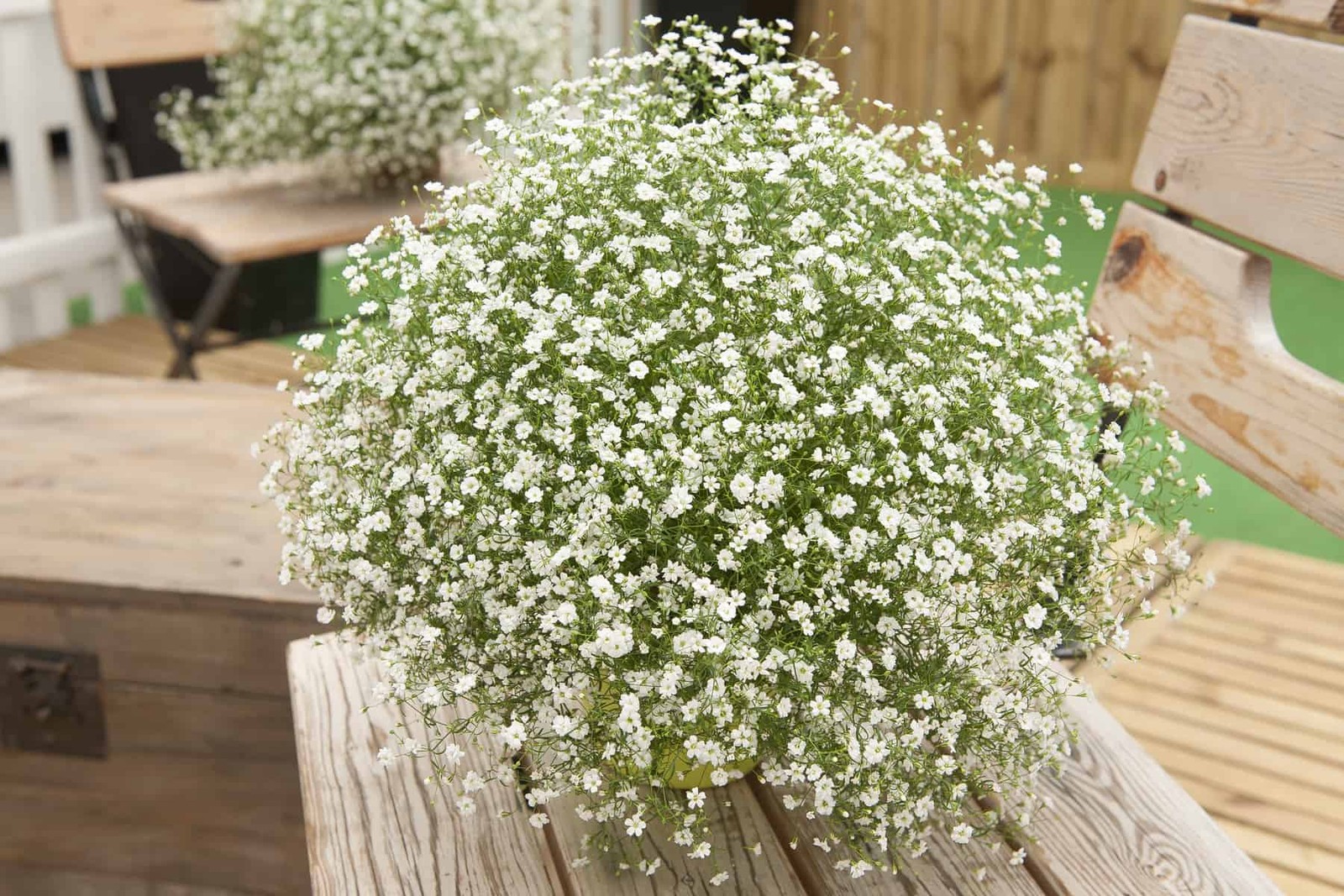 Elegant Baby’s Breath Seeds | Gypsophila Elegans Annual Showy White Flower Seed